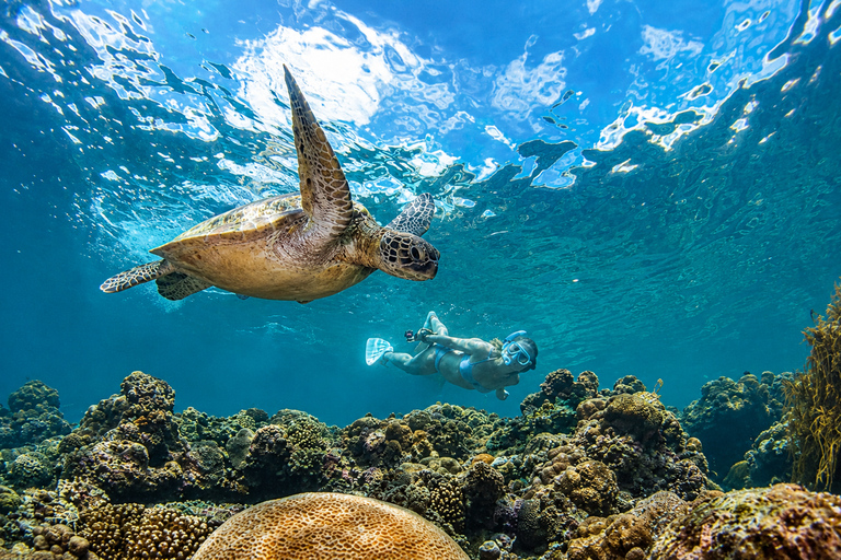 Cebu: Swim with Gentle Giants, Twin Falls & Sardine Run
