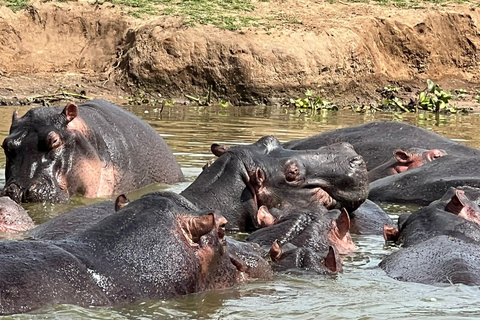 Uganda: Excursão de 5 dias ao Parque Nacional Rainha Isabel e ao Trekking de Gorila