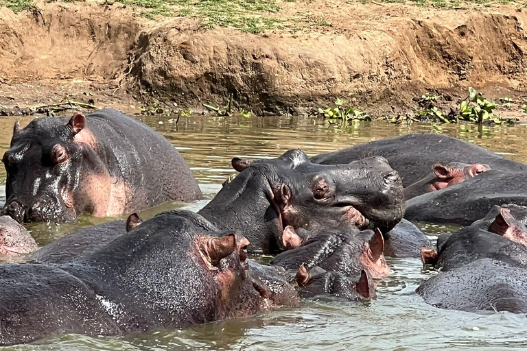 Uganda: 5-dniowa wycieczka do Parku Narodowego Królowej Elżbiety i trekking na goryle