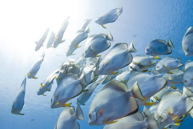 ZANZIBAR : Safari Blue Honeymoon tourExcursion sans prise en charge et retour à l'hôtel