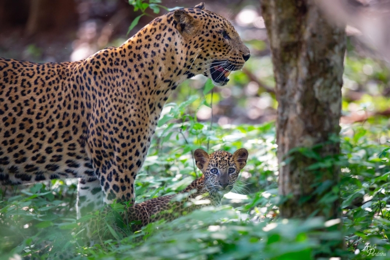 Von Negombo aus: Yala National Park Safari Tagesausflug