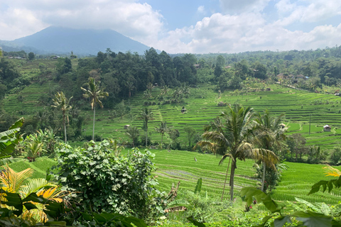 Bali : Visite privée de l'île du Nord avec la cascade de BanyumalaTour avec droits d'entrée