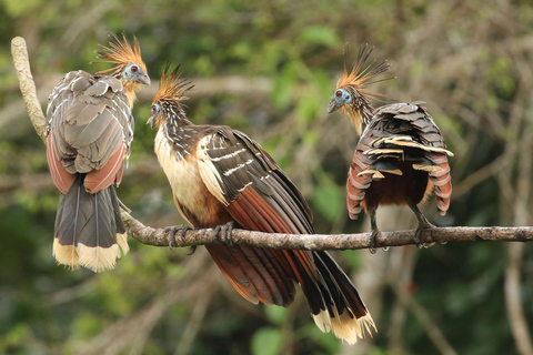 From Cusco: Manu National Park Tour with Accommodation