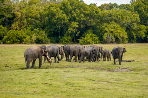 Minneriya: Private Family Wildlife Safari with Pickup