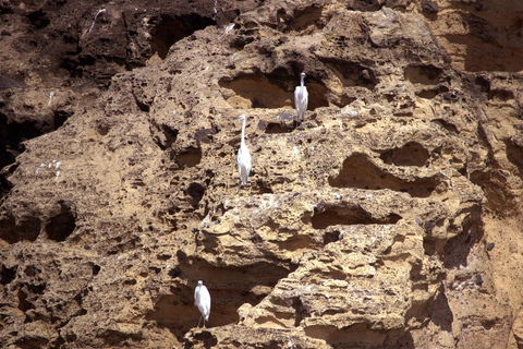 Vila Franca do Campo: Around The Islet Guided Boat Tour