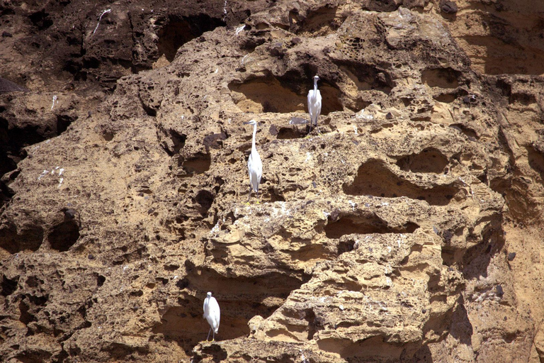 Vila Franca do Campo: Around The Islet Guided Boat Tour