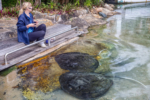 Airlie Beach: Daydream Island Sailing Trip with Snorkeling