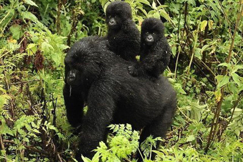 From Entebbe: 7-Day Uganda Safari with Gorilla Trekking