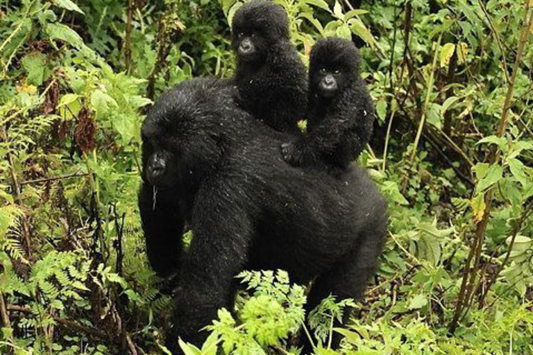 From Entebbe: 7-Day Uganda Safari with Gorilla Trekking