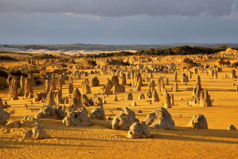 Koala, Lancelin, Wedge Island & Pinnacles Tour from Perth Pinnacles Desert, Sand Dunes, and Wedge Island Day Tour