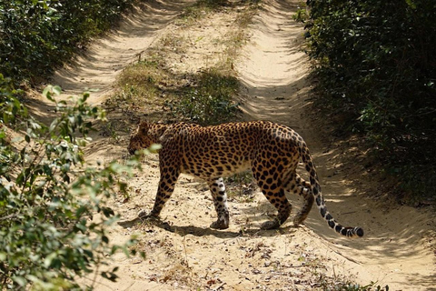 Wilpattu National Park Private Safari with Pickup & Drop Pick up & drop off Colombo City Area