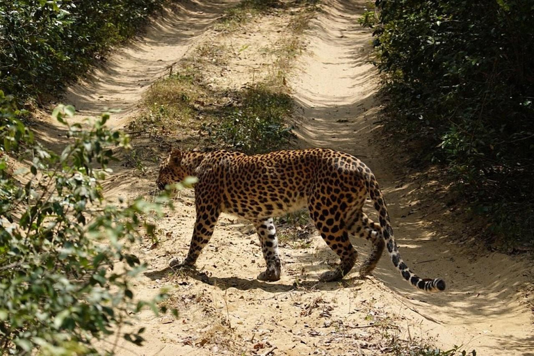 Wilpattu National Park Private Safari with Pickup & Drop Pick up & drop off Colombo City Area