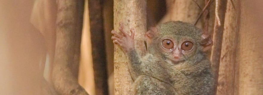 Sulawesi du Nord, Bitung : Aventure de la faune de Tangkoko