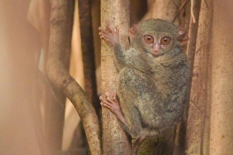 North Sulawesi, Bitung: Tangkoko Wildlife Adventure North Sulawesi, Bitung: Tangkoko Wildlife Cruise Excursion