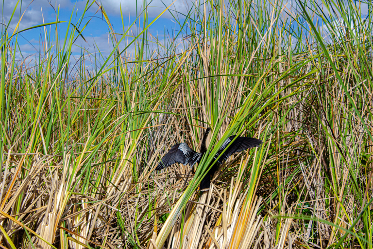 Everglades Airboat Tour from Miami w/ Park Entry & Transport Special Tuesday Everglades : Extra $35/Guests Due at Checkin