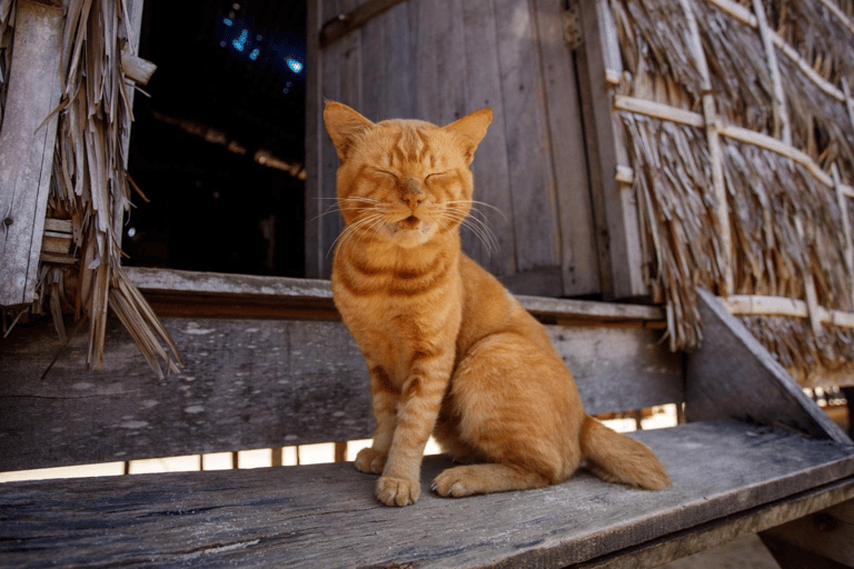 Phuket : Surin Island by Speedboat Khao Lak: Surin Island by Speedboat