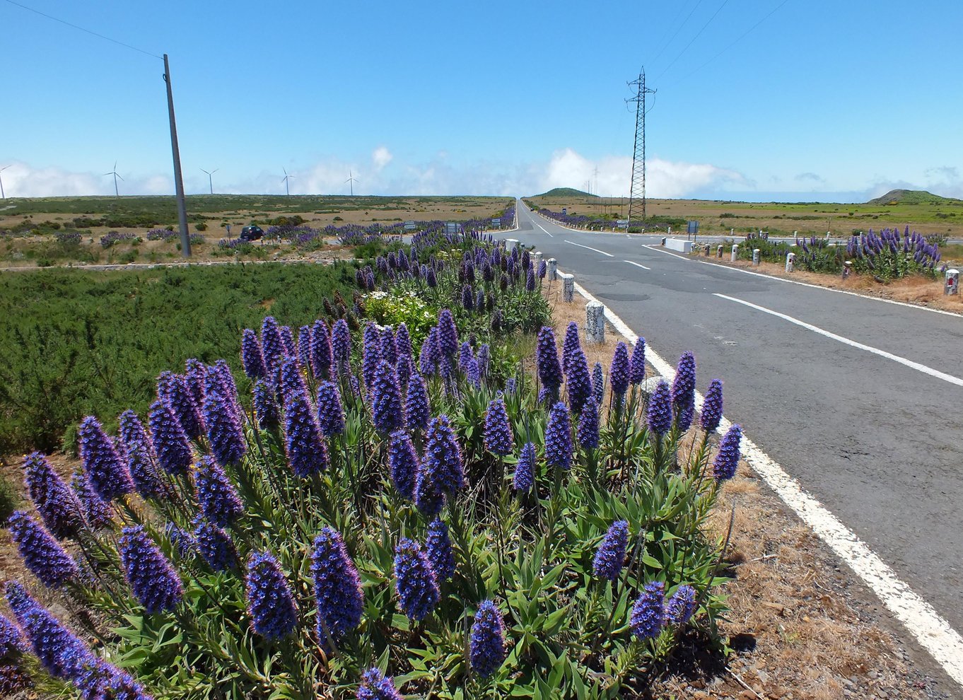 Madeira: Skywalk, Porto Moniz, Seixal og Fanal Jeep Tour