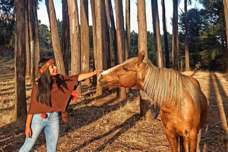 Randonnée à cheval à travers Sacsayhuaman, Qenqo et la forêt d'eucalyptus.