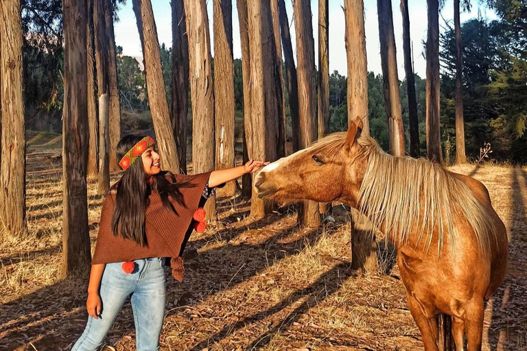 Horse ride through Sacsayhuaman, Qenqo and eucalyptus forest