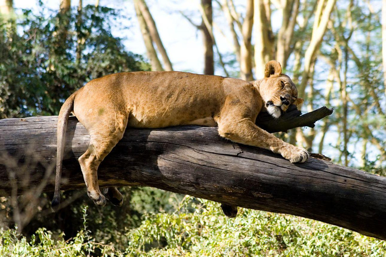 Lake Nakuru National Park Day Trip From Nairobi Lake Nakuru National Park From Nairobi