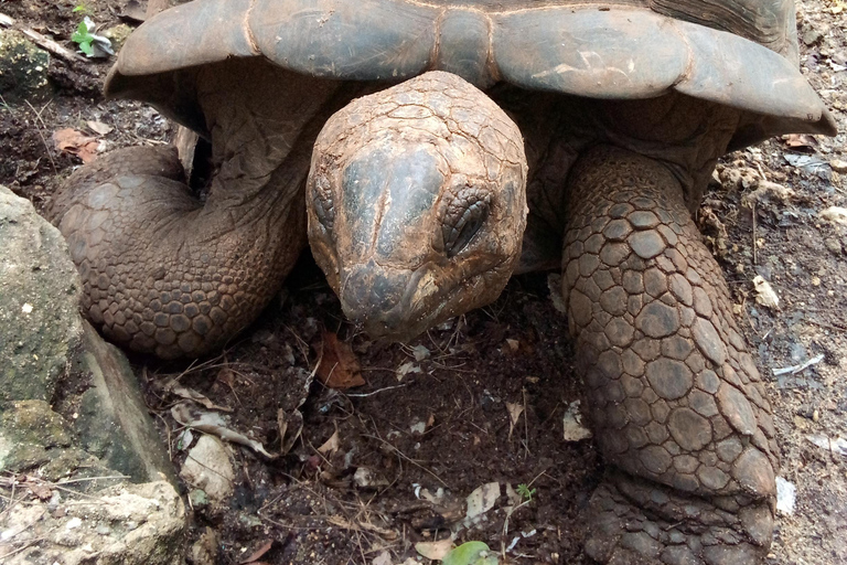 Zanzibar: tour guidato dell'isola prigione con guida localeZanzibar: tour guidato dell'isola prigione con una guida locale