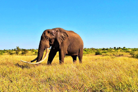 Explora el Parque Kruger y Sabi Sands durante 4 días y 3 nochesJohannesburgo: Parque Nacional Kruger de 4 días y Sabi Sand ...