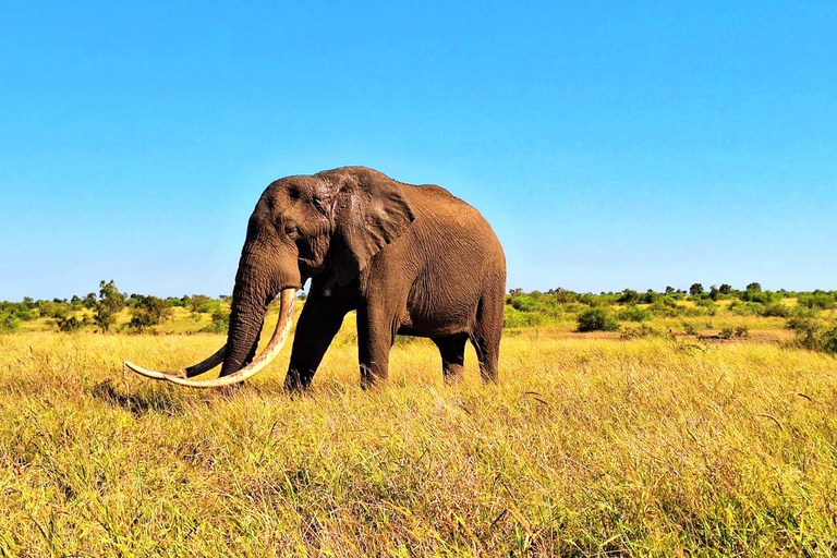 Explora el Parque Kruger y Sabi Sands durante 4 días y 3 nochesJohannesburgo: Parque Nacional Kruger de 4 días y Sabi Sand ...