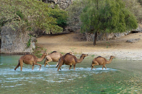 Salalah: 5-Day Journey Through Mountains, Desert & Sea