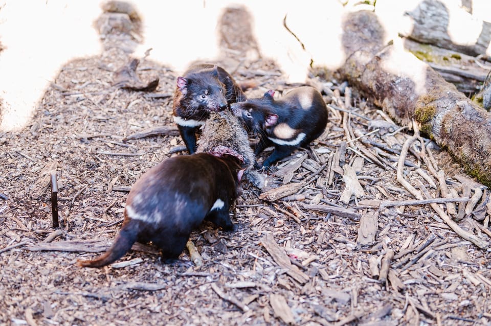 Cradle Mountain: After Dark Tasmanian Devil Feeding Tour | GetYourGuide