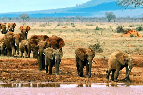 Vanuit Mombasa:5 Dagen Tsavo East,West en Saltlick Lodge safar