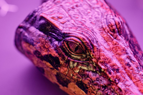 Brisbane: interaktywna wystawa krokodyli dla wszystkich