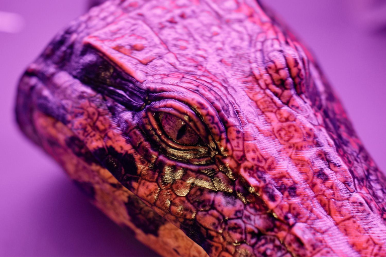 Brisbane: interaktywna wystawa krokodyli dla wszystkich