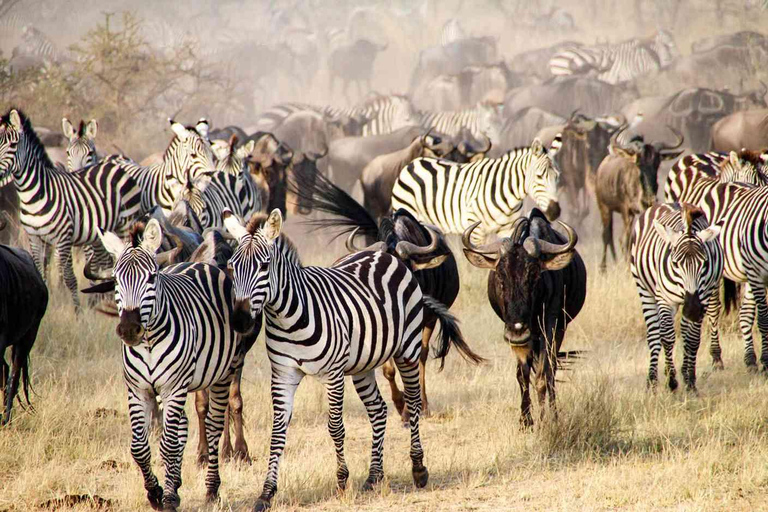 Arusha: 5-Day Wildebeest Migration Safari with Accommodation
