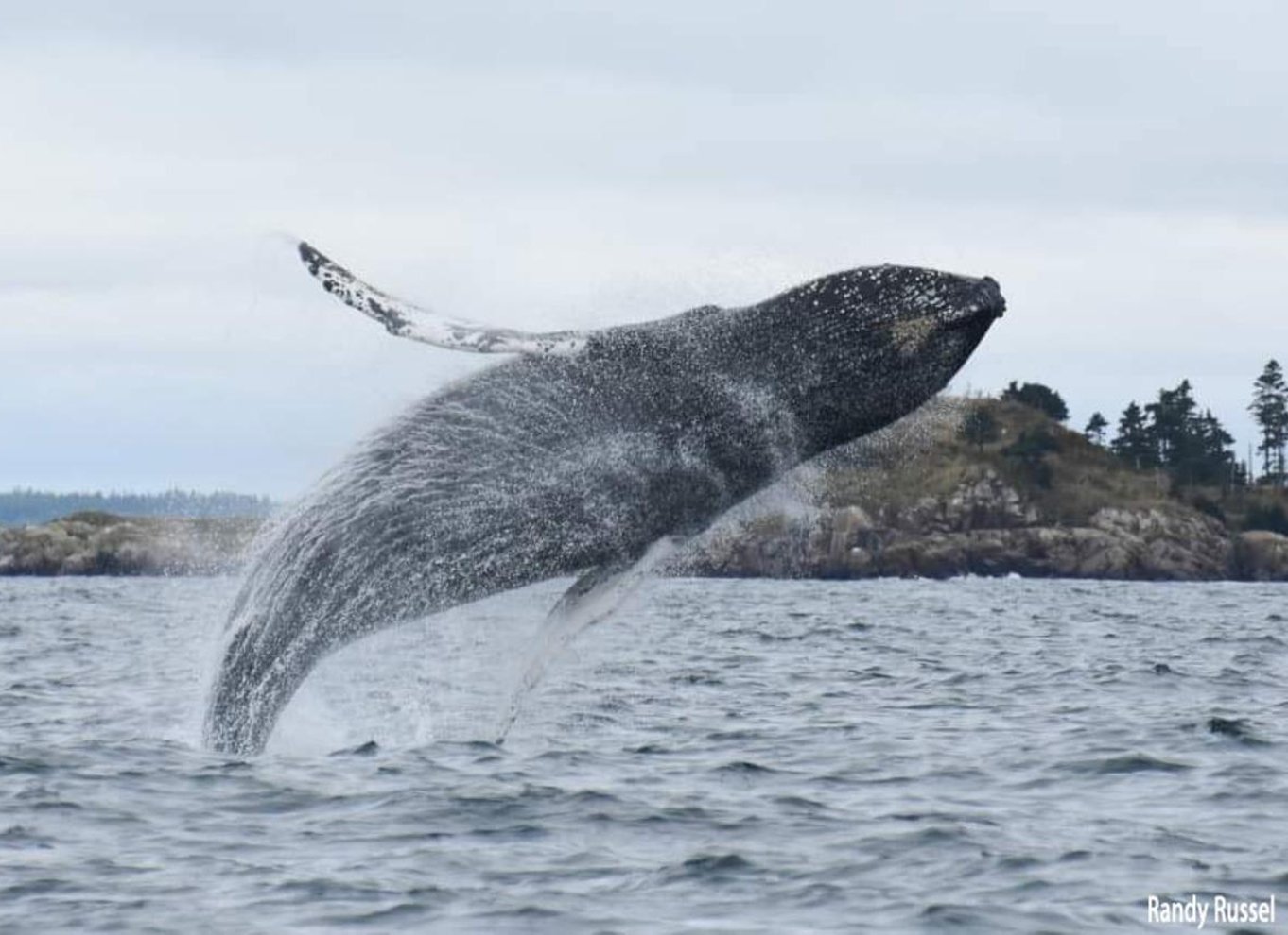 Fra Saint John: Hvalsafari i Saint Andrews