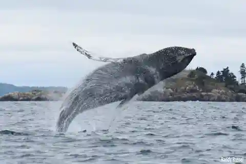 De Saint John: Excursão de observação de baleias em Saint Andrews