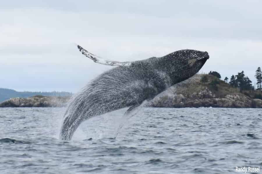 Von Saint John: Saint Andrews Whale Watching Tour. Foto: GetYourGuide