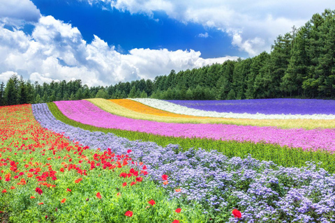 Furano & Biei Day Tour with Lavender Pillow-Making option Buffet Lunch included