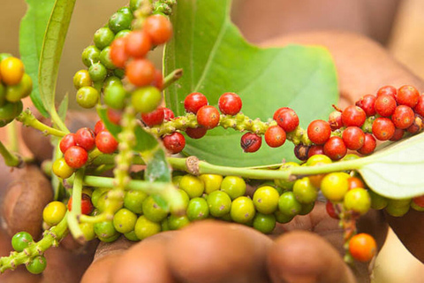 Zanzibar: Privat kryddodlingstur med lokal guide.Det här alternativet inkluderar upphämtning från hotell i Stone Town.
