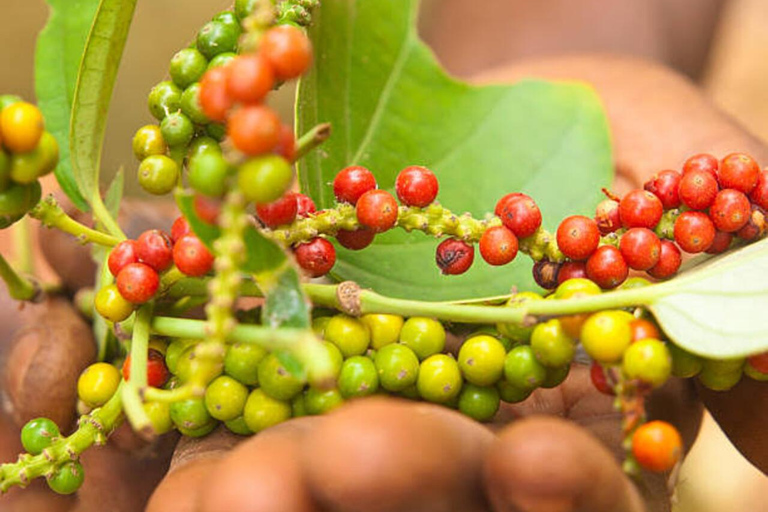 Zanzibar: Privat kryddodlingstur med lokal guide.Det här alternativet inkluderar upphämtning från hotell i Stone Town.