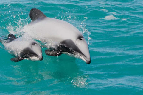 Pick up From Christchurch: Kaikoura Whale Watching Cruise