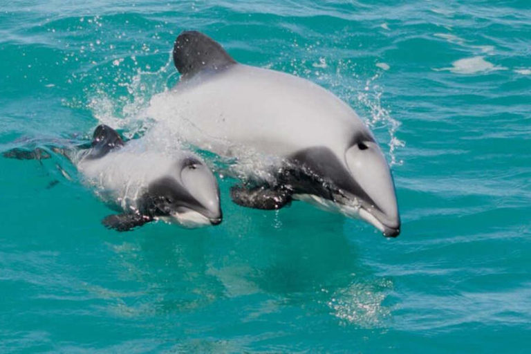 Pick up From Christchurch: Kaikoura Whale Watching Cruise