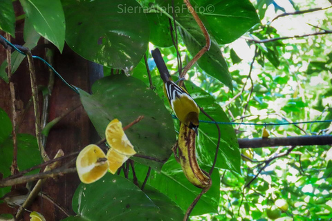 Visite privée du sanctuaire d&#039;oiseaux de RocklandDepuis Montego Bay