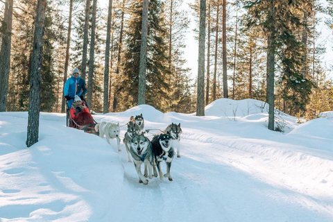 Rovaniemi: Small-Group Self-Drive Husky Experience