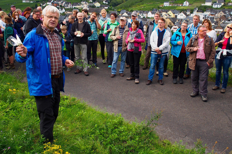 Reil, Mosel: Guidad ekologisk vinprovning och källartur