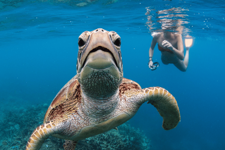Cairns: Great Barrier Reef Pontoon, Travel by Helicopter Heli Flight to the reef, Heli flight back to Cairns