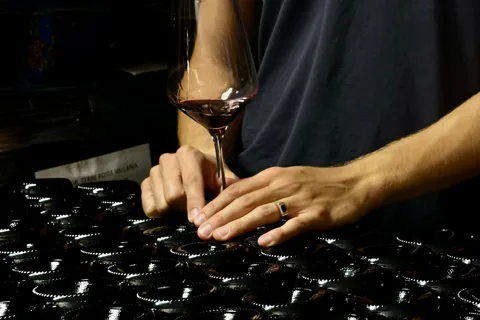 Tour della cantina con degustazione di vini e cibo a Bologna