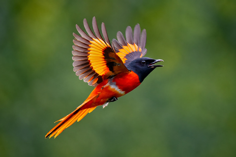 Hue: Bach Ma National Park Bird Watching Tour Bach Ma Bird Watching Tour for 5+ Persons