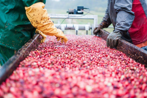 Guided Tour of a Local New England Cranberry Farm