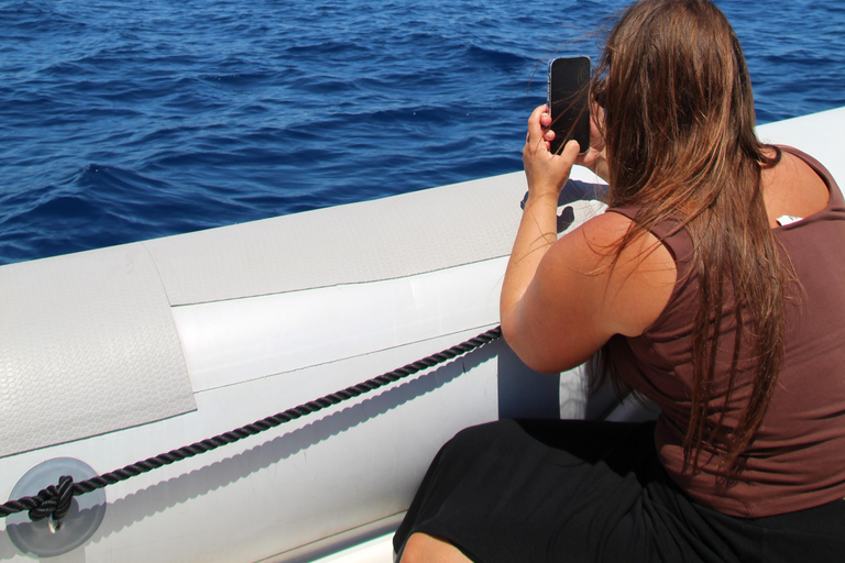 Cala d'Or: Dolphin sightseeing tour with dolphin watching Cala d'Or: Sightseeing tour with dolphin watching
