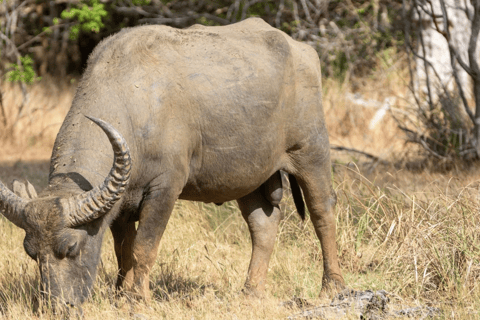 Anuradhapura: Wilpattu Safari, Kalu Diya Pokuna & Mihintale Stranded Budget Package